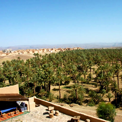 A palm tree vista in Greater Southern Morocco.