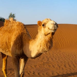 A friendly camel smiles in the Sahara Desert in Morocco.