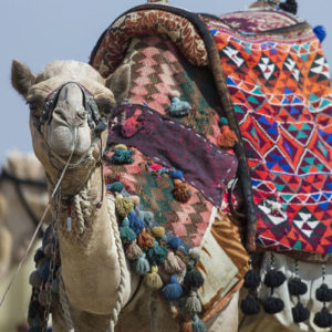 Camel trekking is a popular vacation option at Cherg Expéditions.