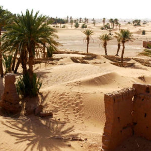 Palms sprinkled throughout the High Dunes of M'Hamid.