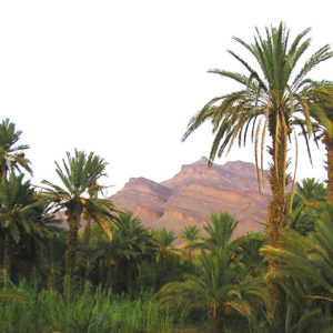 An eye-catching palm oasis in the Draa Valley, Morocco.