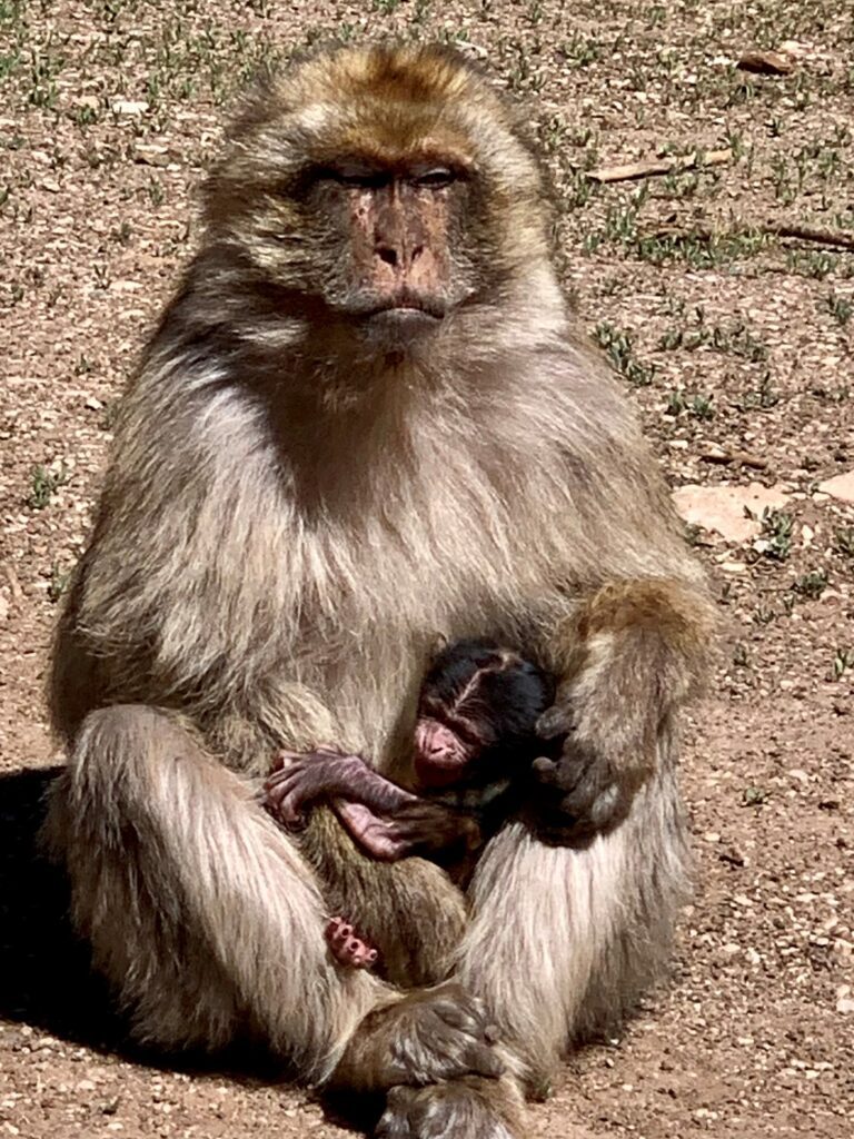 Monkey Mom and Baby