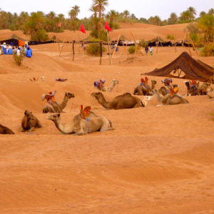 Nomad camp set up in the beautiful Sarah Desert.