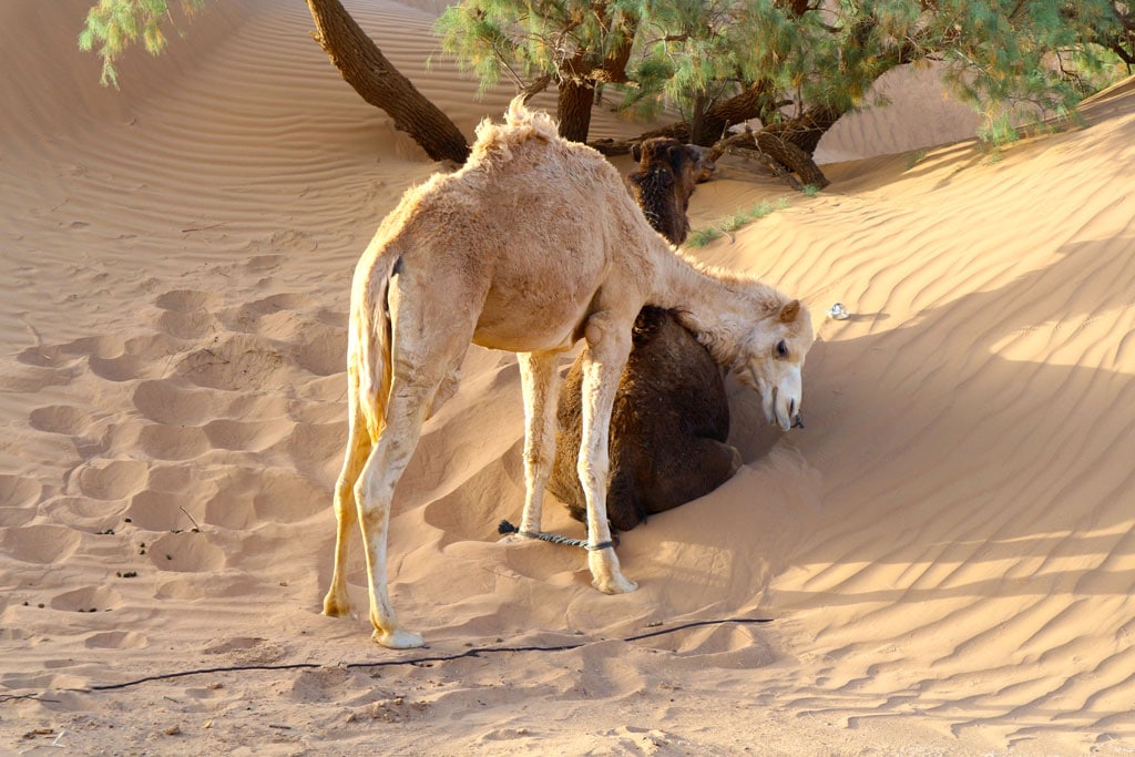 Cherg Expeditions Explore Moroccan Environment