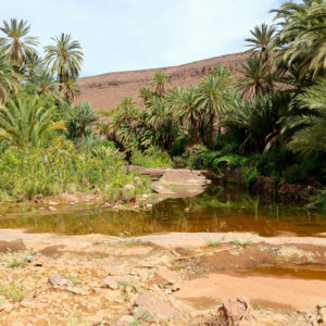 Lush palms surround the Fint Oasis.