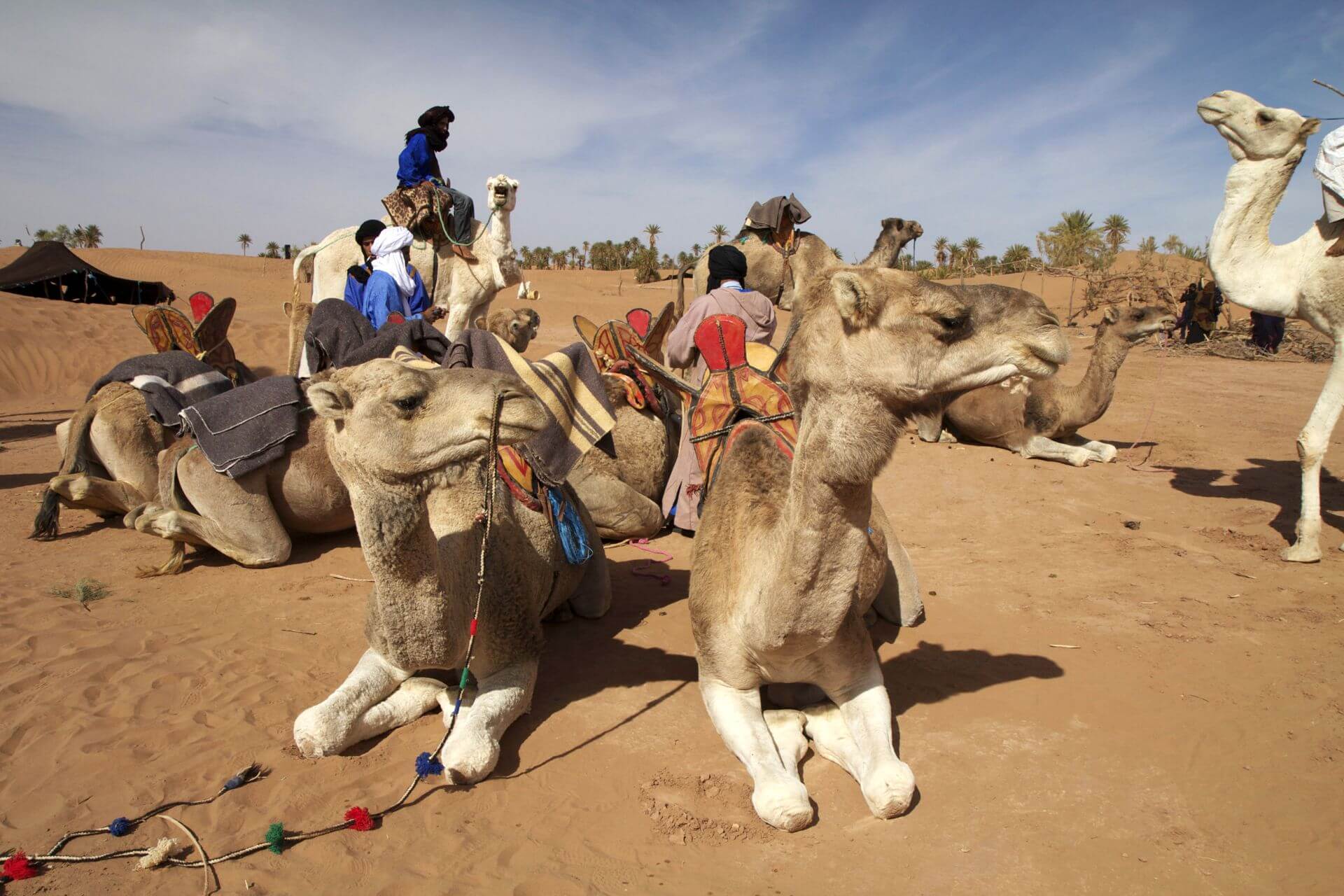 Cherg Expeditions Sahara Desert Camel Tours