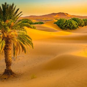 The last oasis of the Draa Valley in the Sarah Desert